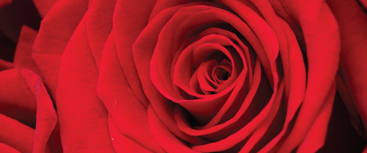 Valentines Day Flowers Online