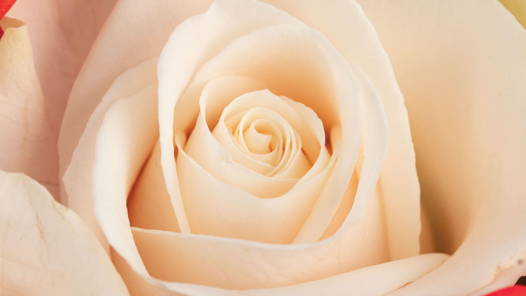 Cream Roses • Asiri Blooms • Ecuadorian Flowers