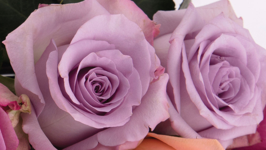 Lavender Roses • Asiri Blooms • Ecuadorian Flowers
