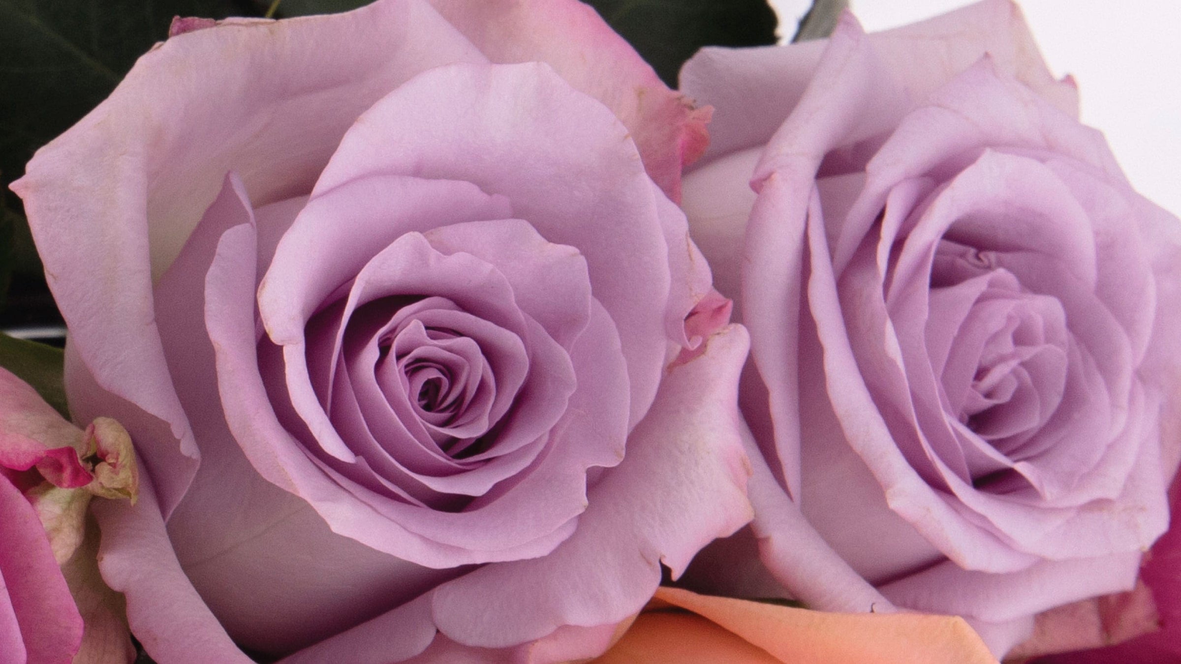 Lavender Roses • Asiri Blooms • Ecuadorian Flowers