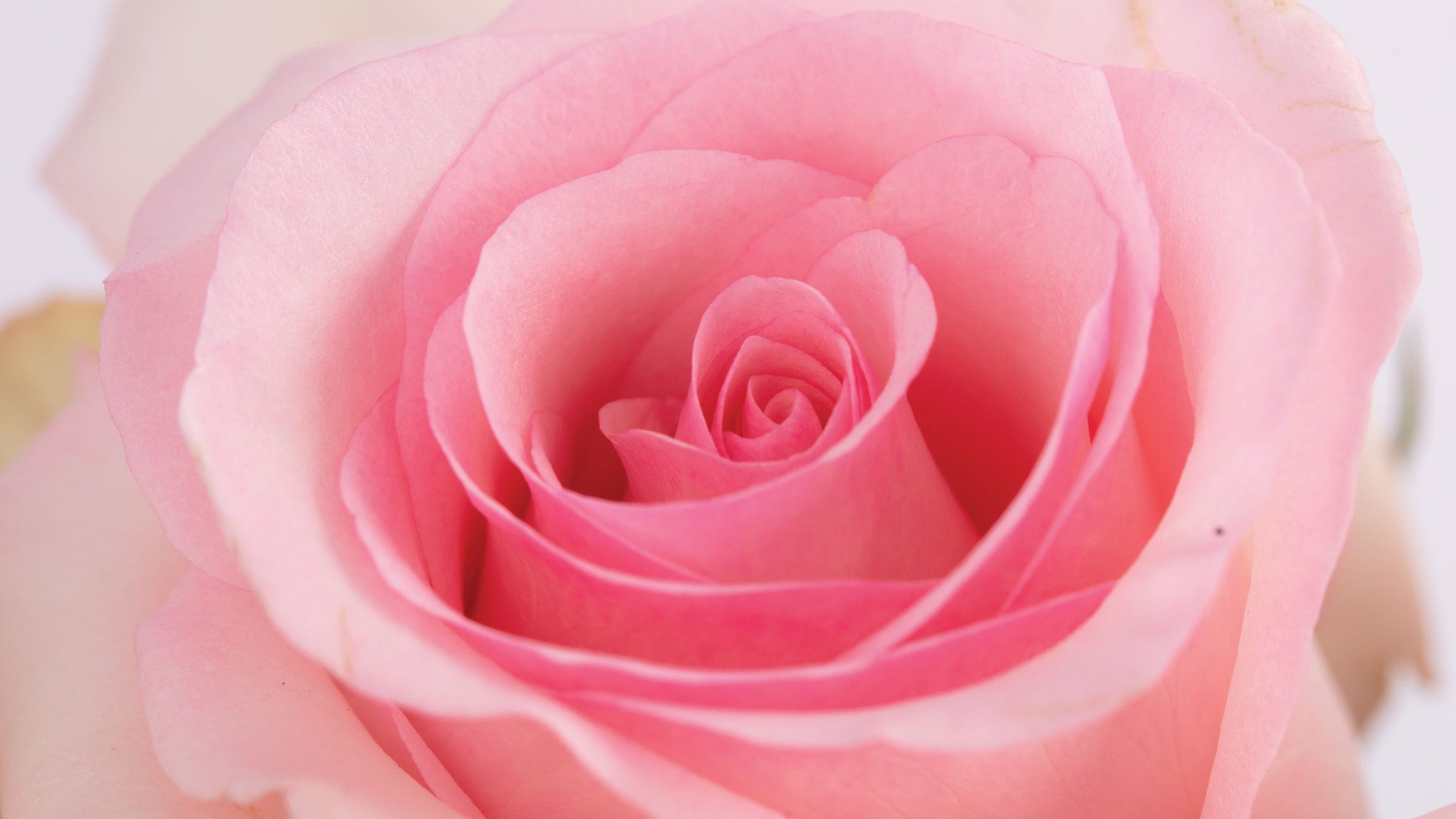 Light Pink Roses • Asiri Blooms • Ecuadorian Flowers