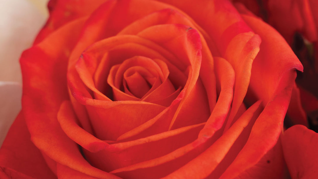 Orange Roses • Asiri Blooms • Bulk Flowers