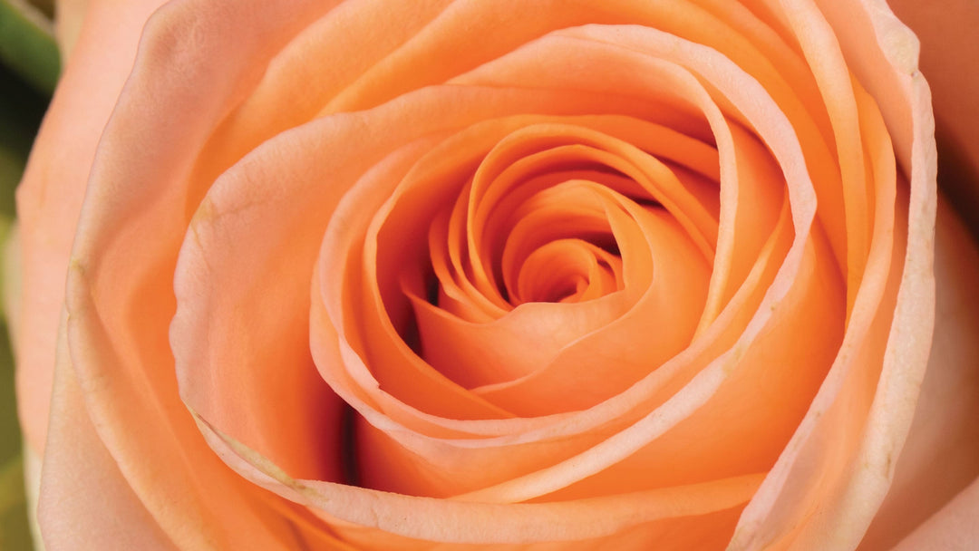 Peach Roses • Asiri Blooms • Bulk Flowers