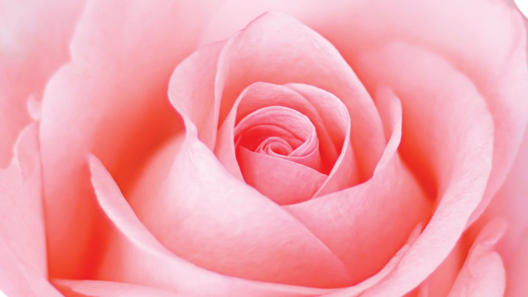 Pink Roses • Asiri Blooms • Bulk Flowers