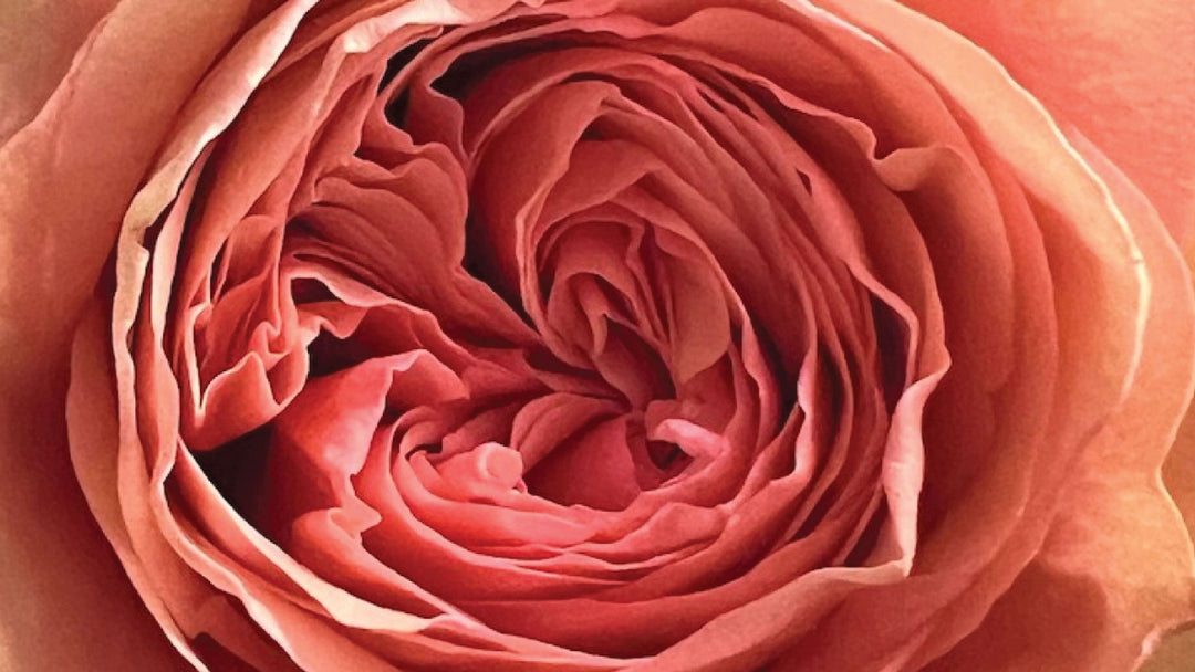 Terracota Roses • Asiri Blooms • Bulk Flowers