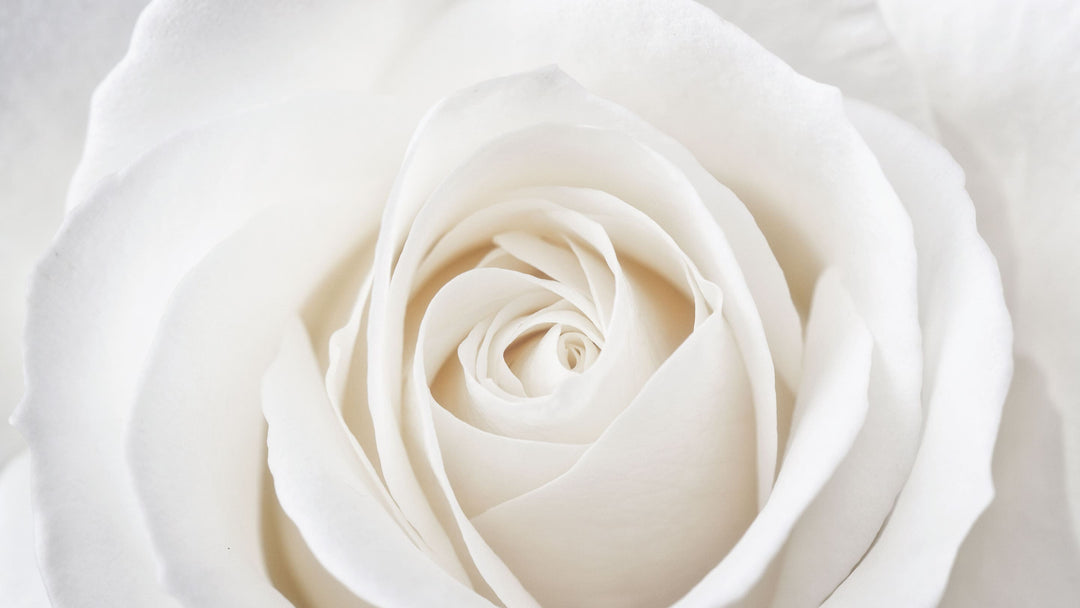 White Roses • Asiri Blooms • Bulk Flowers
