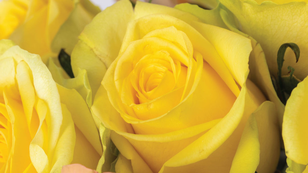 Yellow Roses