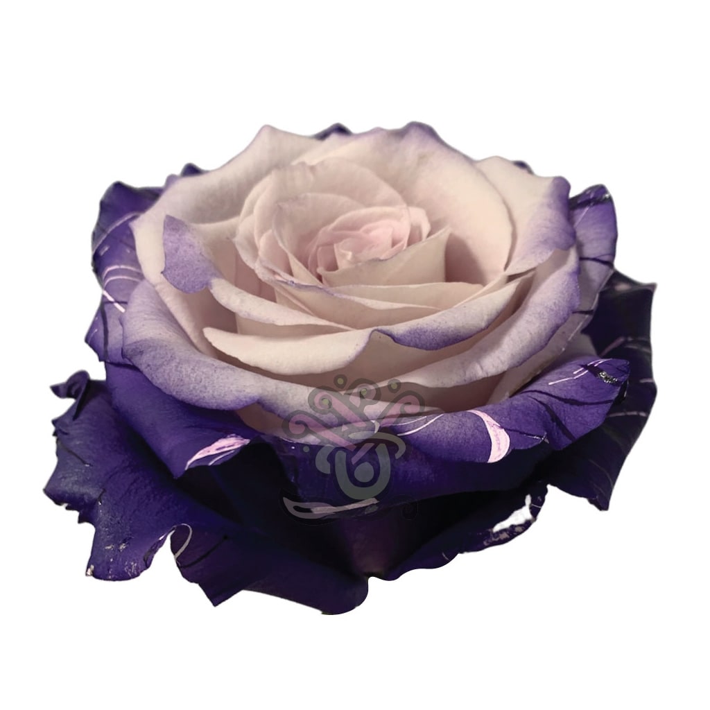 Enchanted Tinted Roses • Asiri Blooms