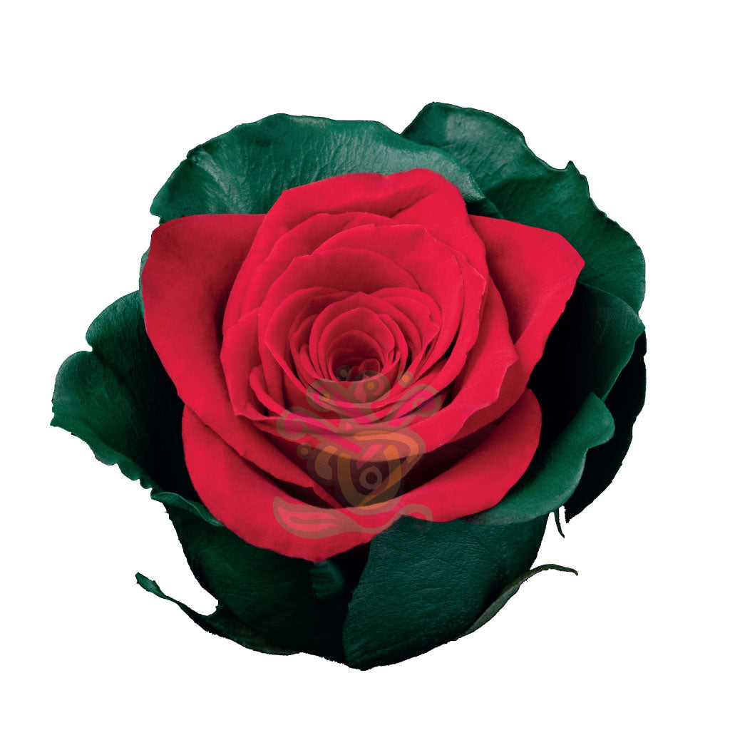 Noel Tinted Roses
