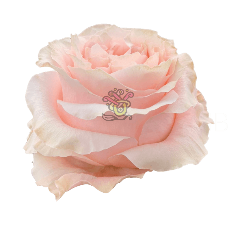 Princess Crown