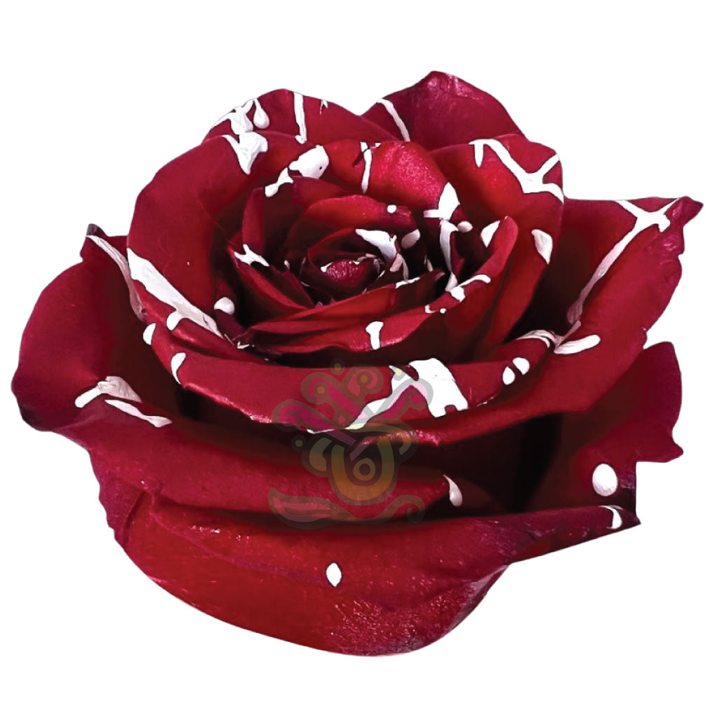 Red Mistletoe Tinted Roses • Asiri Blooms