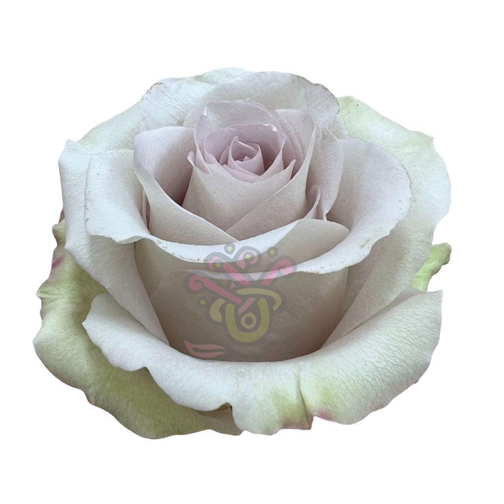 Andrea Roses • Asiri Blooms