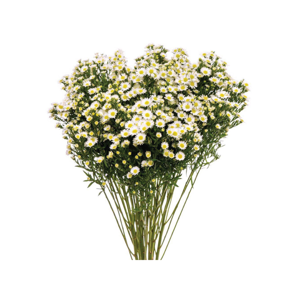 Asters • Asiri Blooms • Bulk Flowers