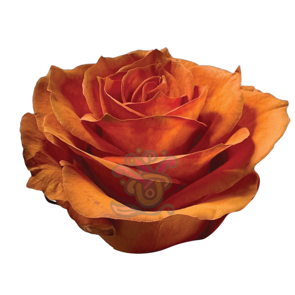 Autumn Fest Tinted Fall Roses • Asiri Blooms
