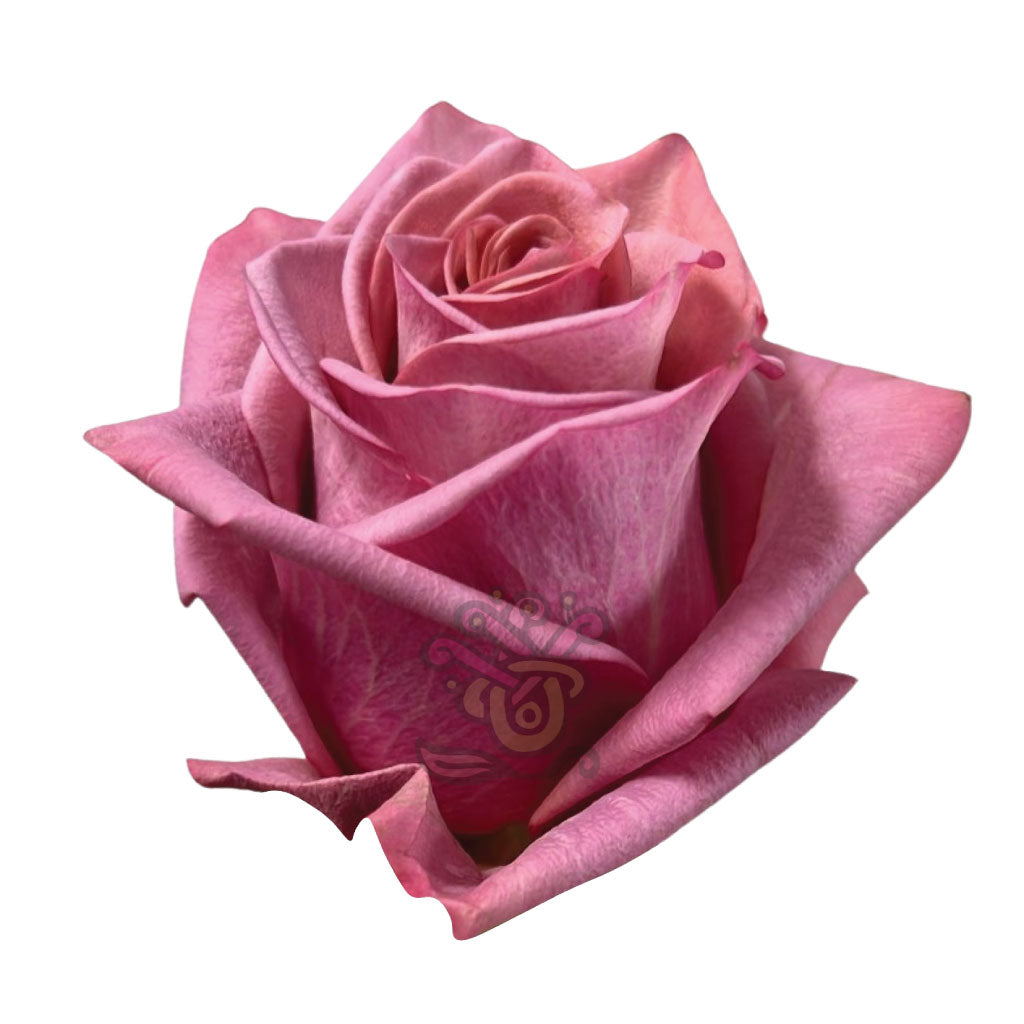 Barista Roses • Asiri Blooms