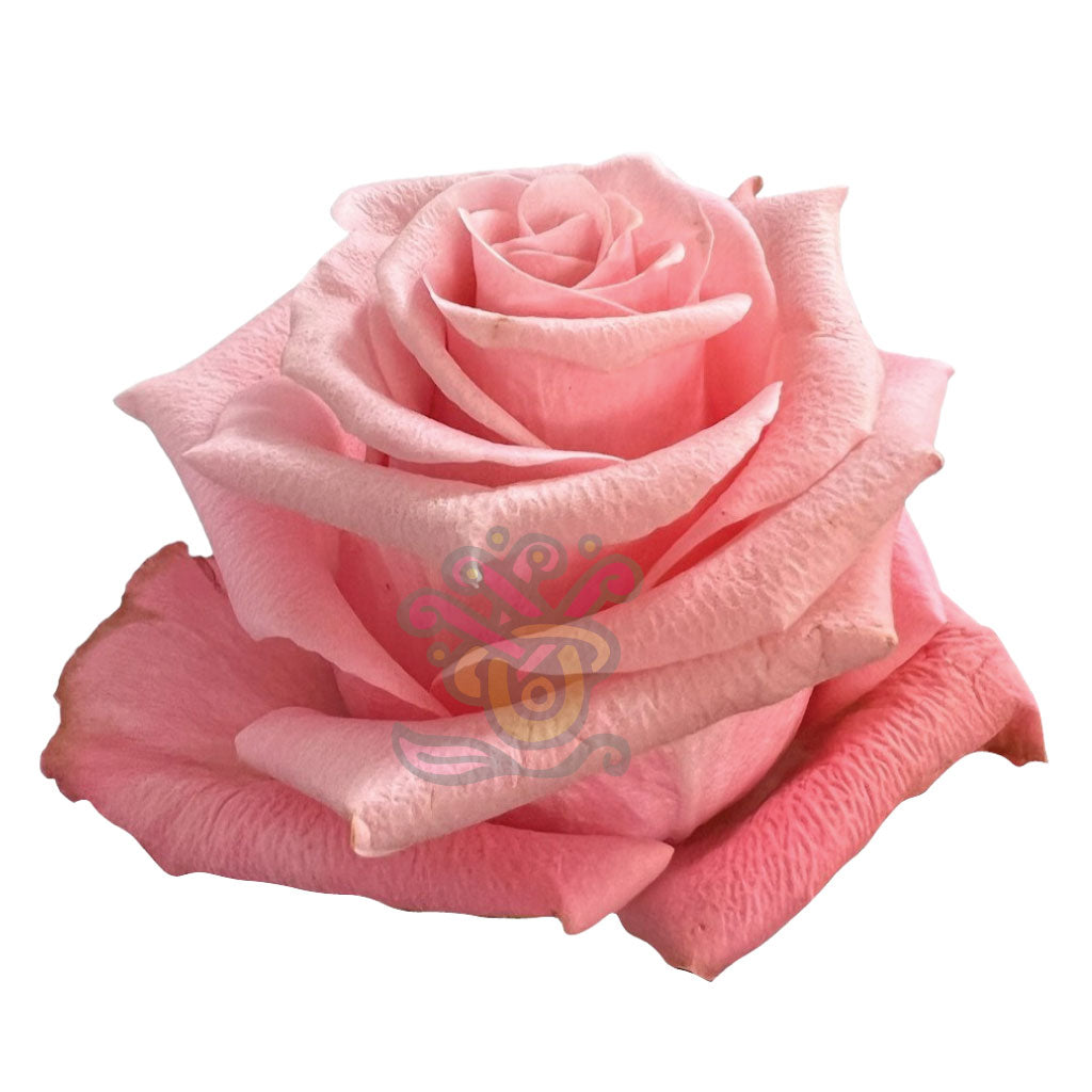 Be Sweet Roses • Asiri Blooms