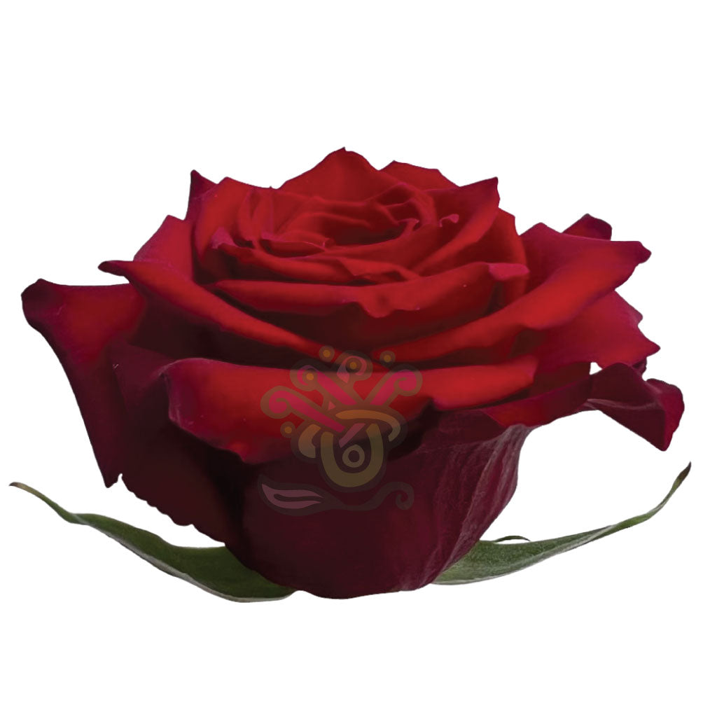 Born Free Roses • Asiri Blooms