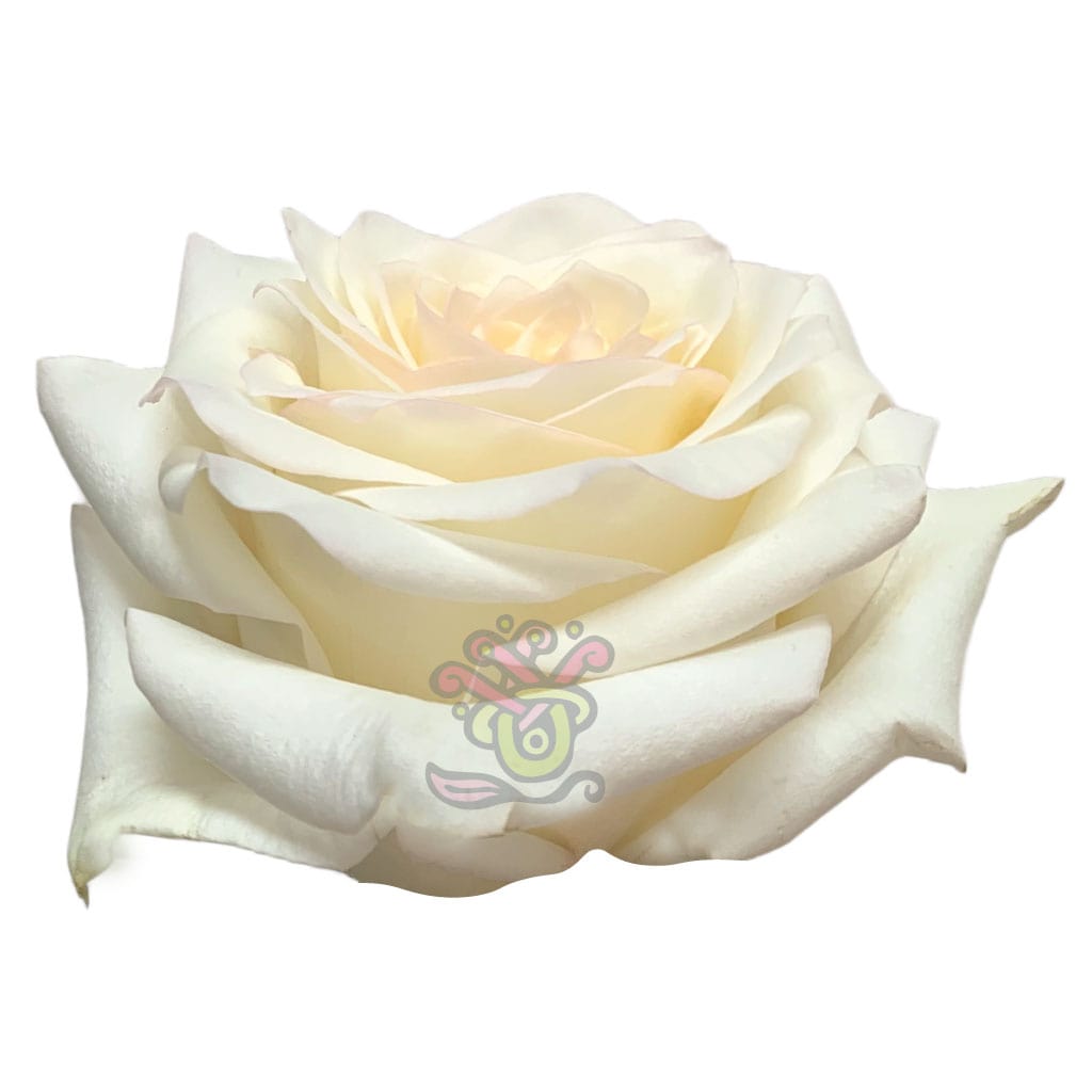 Candlelight Roses