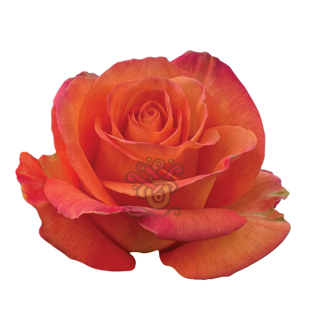 Confidential Roses • Asiri Blooms