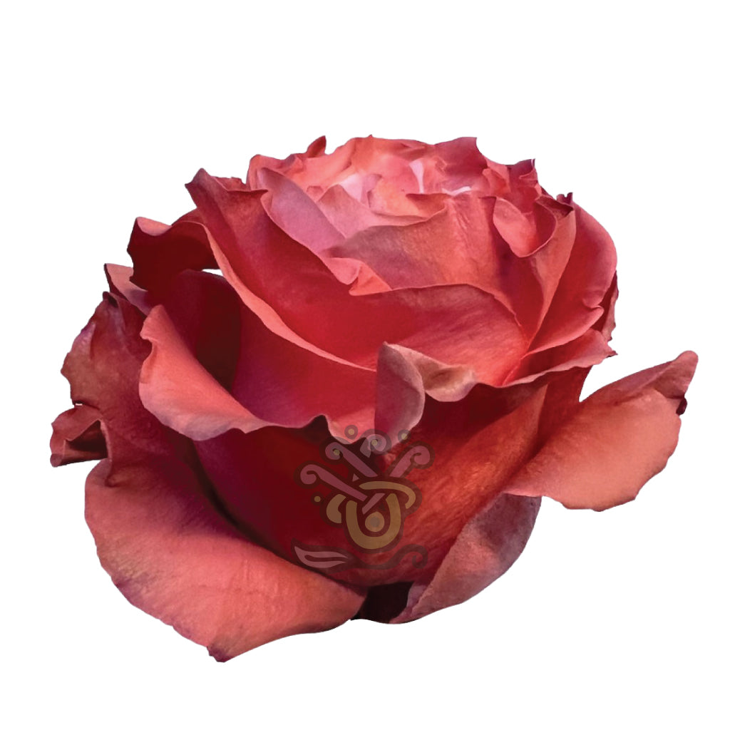 Coral Pastel Tinted Roses • Asiri Blooms