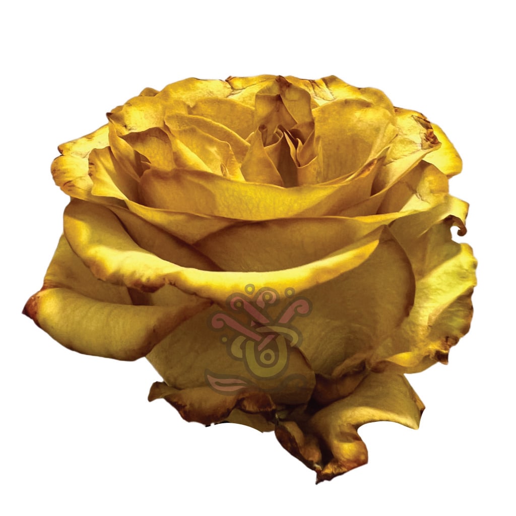 Crispy Leaf Tinted Yellow Roses • Asiri Blooms