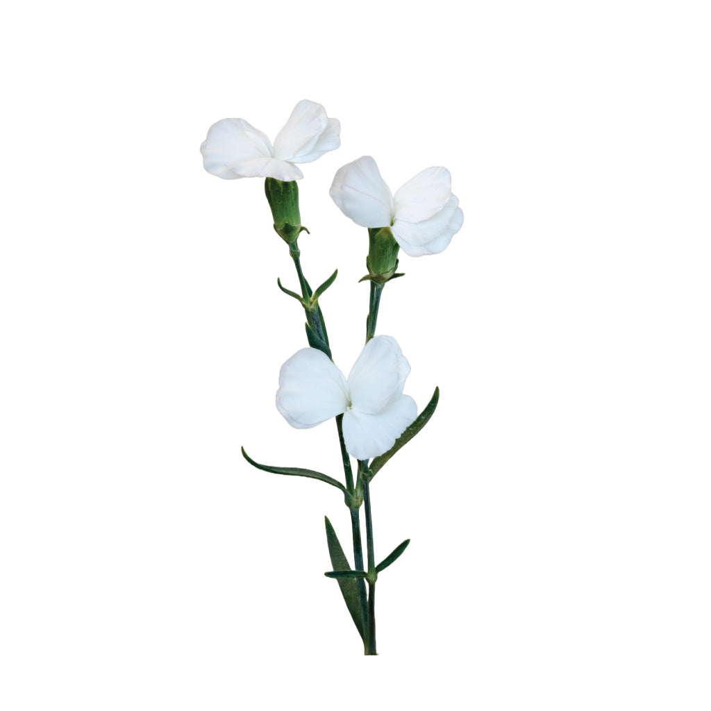 Dianthus Solomios White • Asiri Blooms