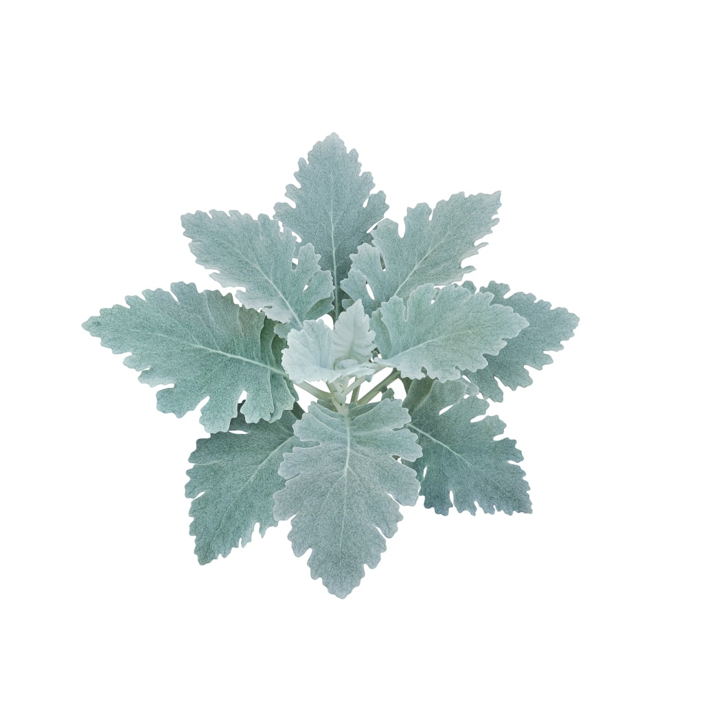 Dusty Miller