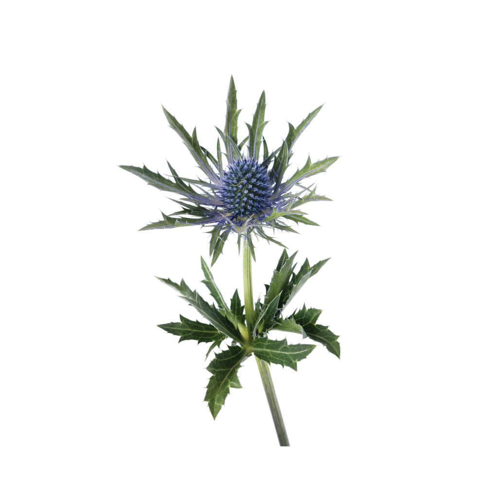Eryngium Electric Blue • Asiri Blooms