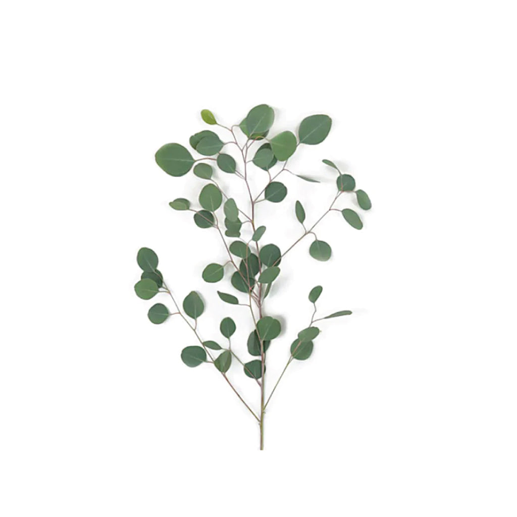 Eucalyptus Silver Dollar • Asiri Blooms