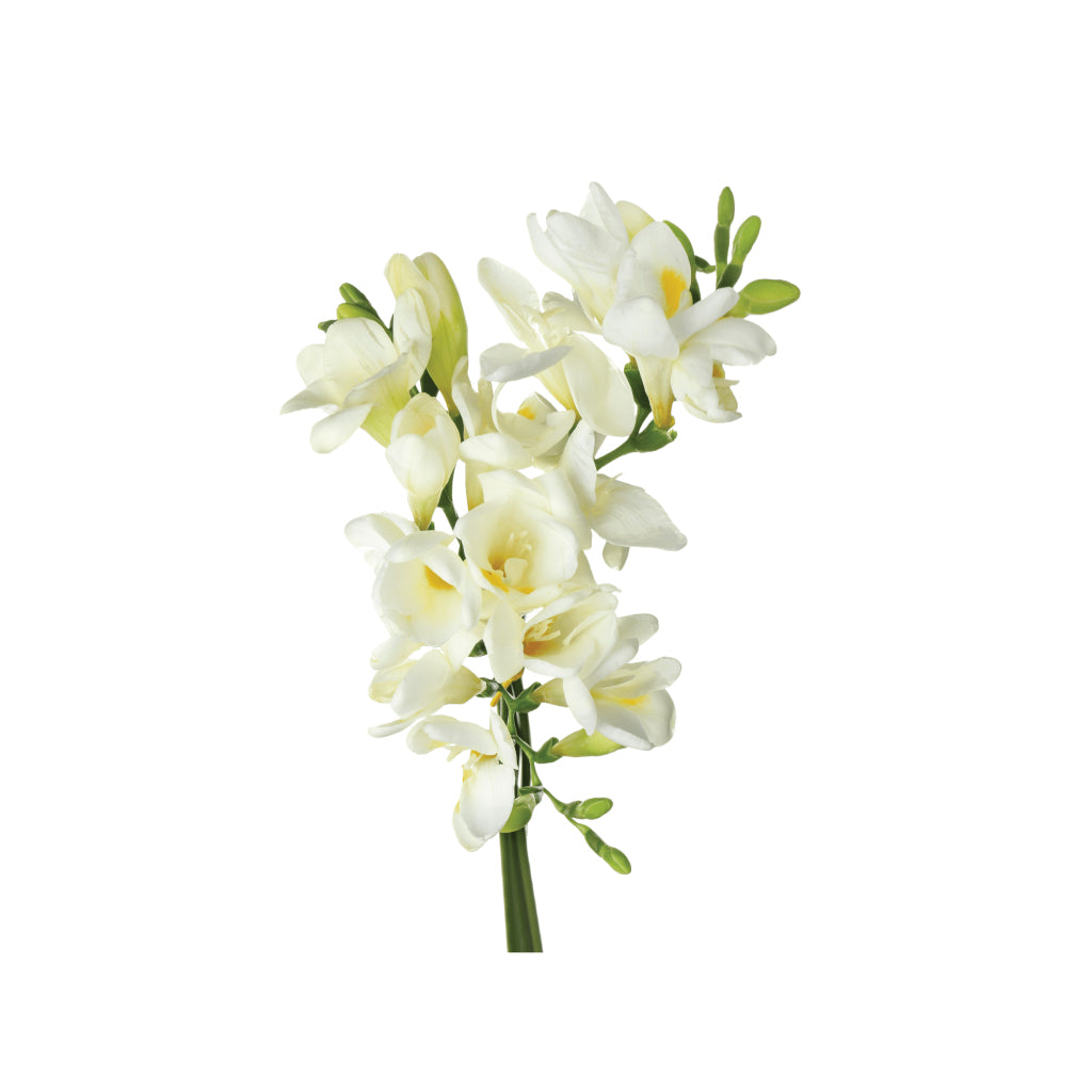 Fressia White • Asiri Blooms