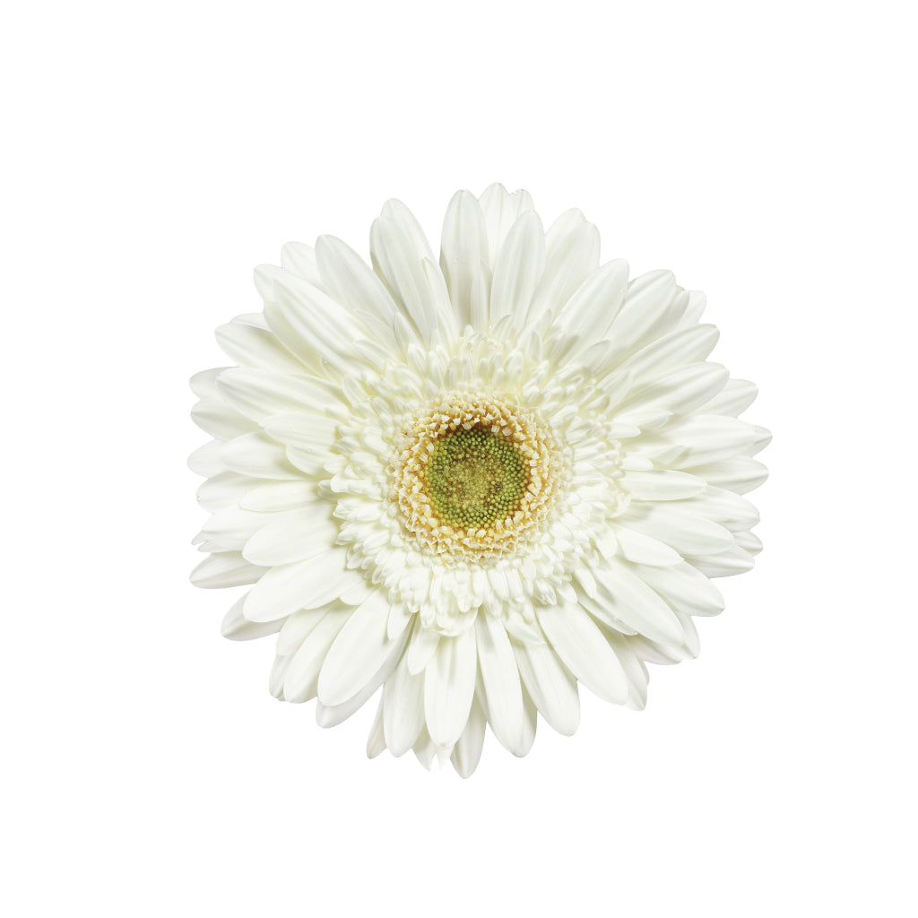 Gerber Daisy White • Asiri Blooms