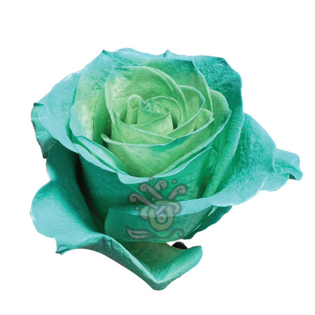Green Pastel Tinted Roses Asiri Blooms