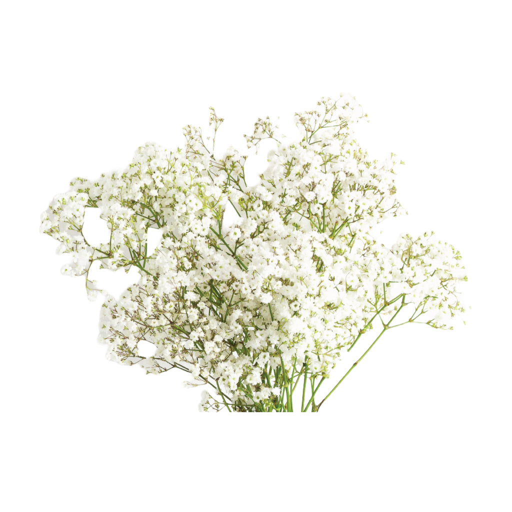 Gypsophilia Xellence (Babe Breath) • Asiri Blooms