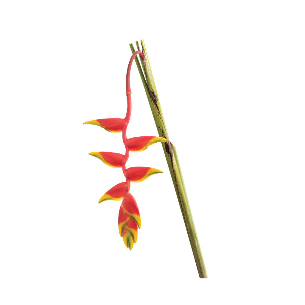 Heliconia Pendant • Asiri Blooms