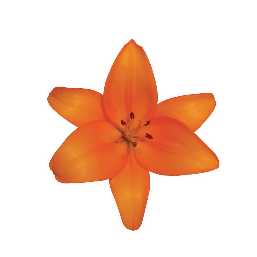 LA Lilies Honesty • Asiri Blooms
