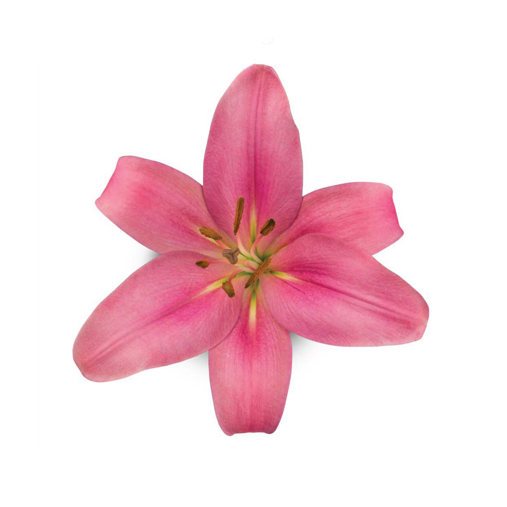 indian lily flower plant LA Lilies Indian Summer Set