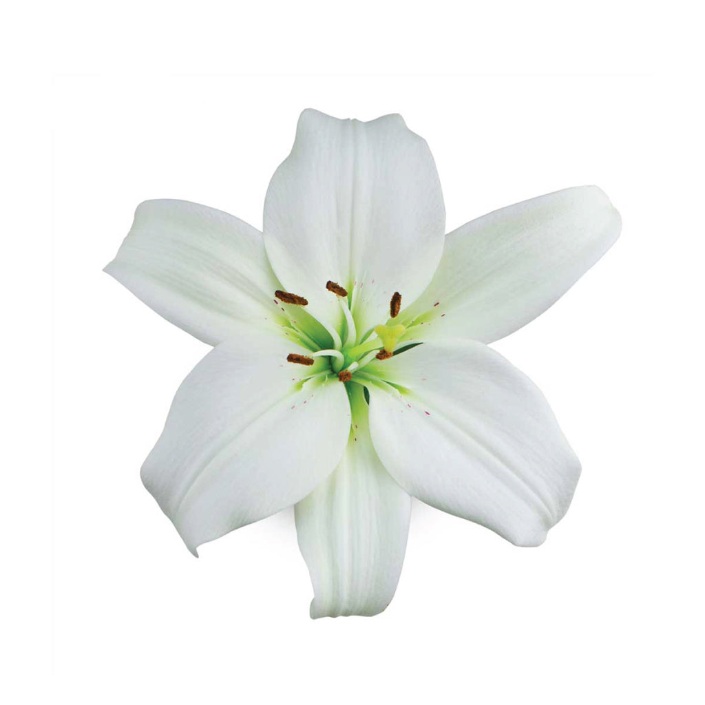 LA Lilies Arcachon • Asiri Blooms