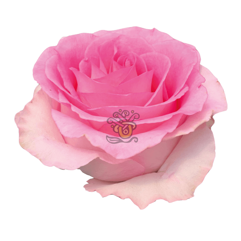 Mandala Roses • Asiri Blooms • Wholesale Light Pink Roses Mandala Roses • Asiri Blooms • Wholesale Light Pink Roses