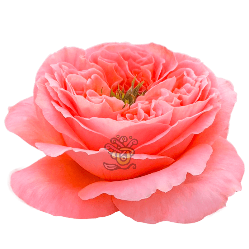 Mandarin Xpression Roses - Wholesale Peach Roses