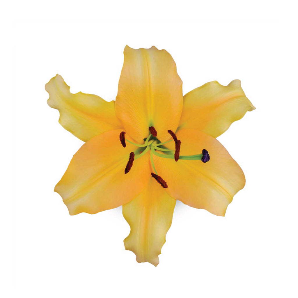 OR Lilies Corcovado • Asiri Blooms