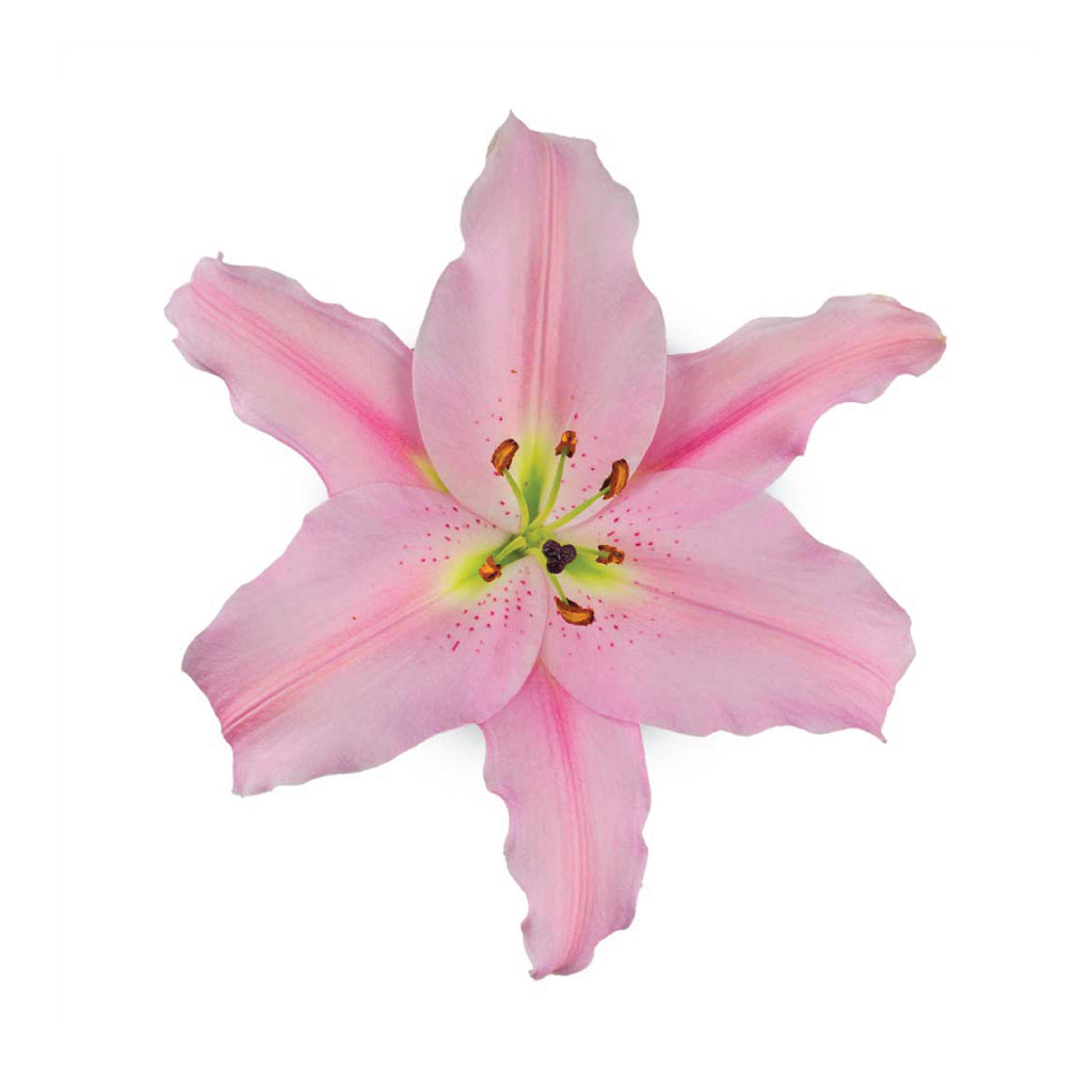OR Lilies Emani • Asiri Blooms