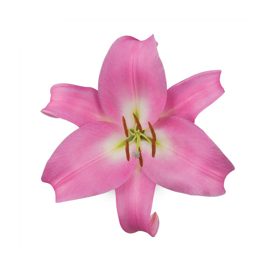 OR Lilies Table Dance • Asiri Blooms