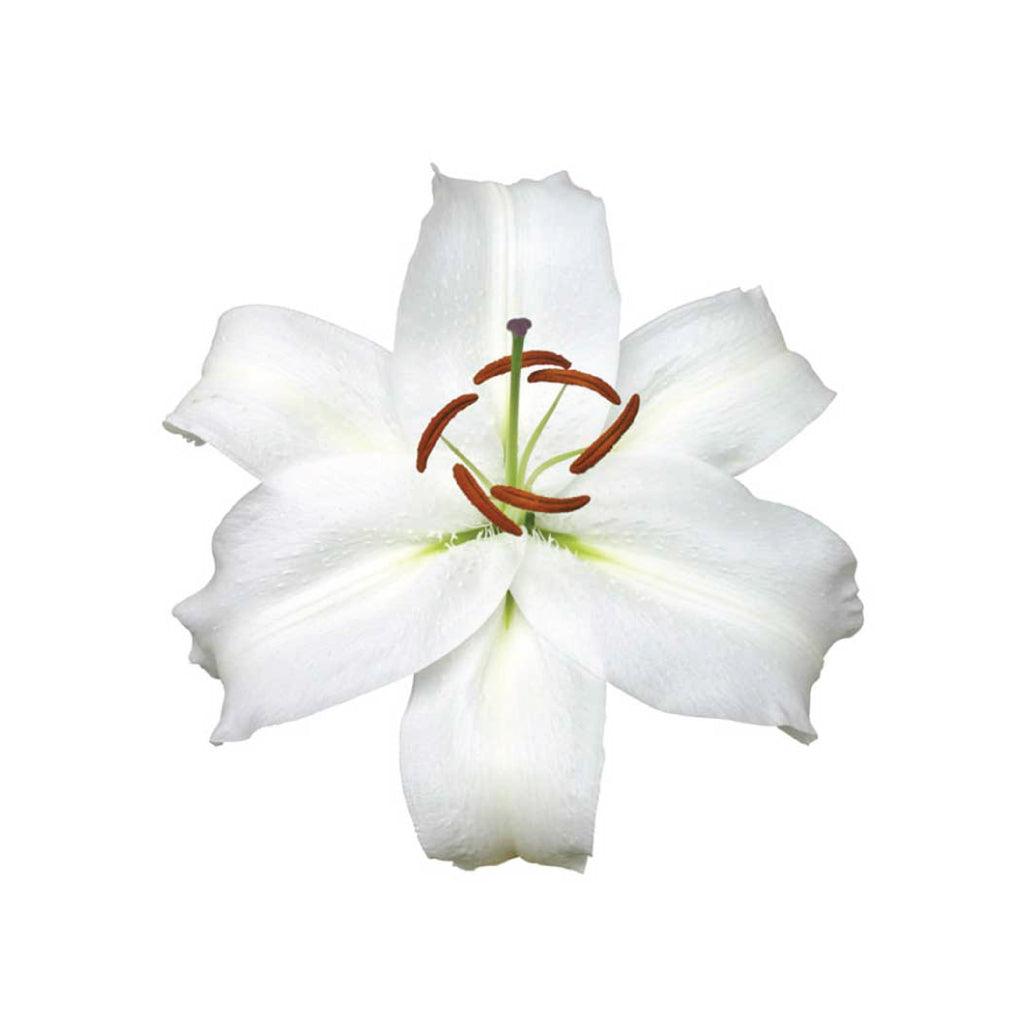 lilie and white OR Lilies White Cup