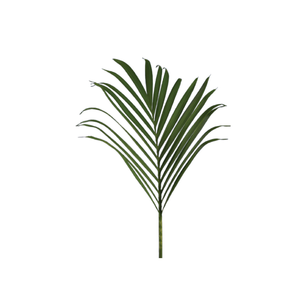 areca palm fronds Palm Areca • Asiri Blooms