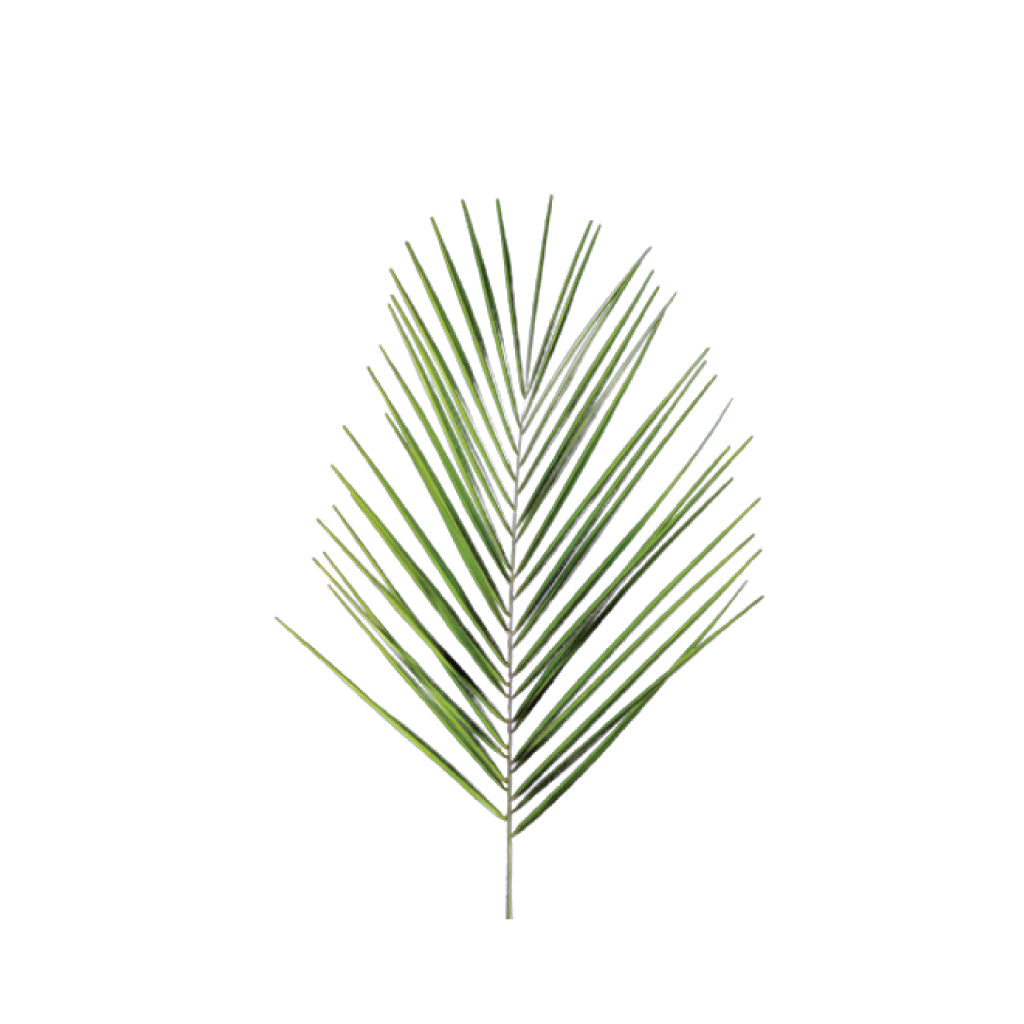 Palm Fenix