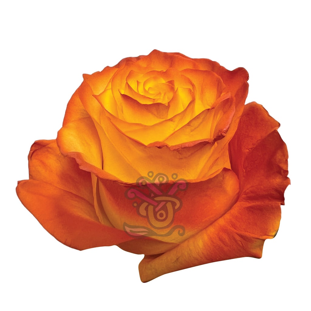 Pumpkin Pie Tinted Roses • Asiri Blooms