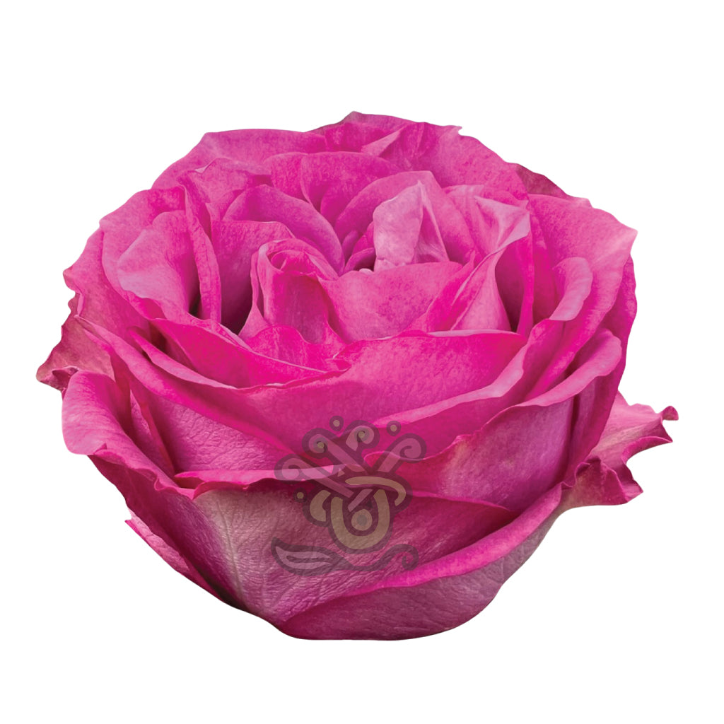 Queen’s Crown Roses • Asiri Blooms