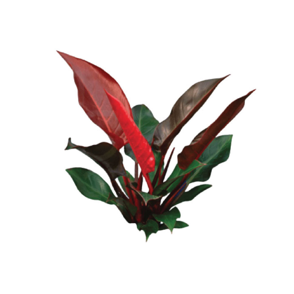 red emerald philodendron flower Red Emerald • Asiri Blooms