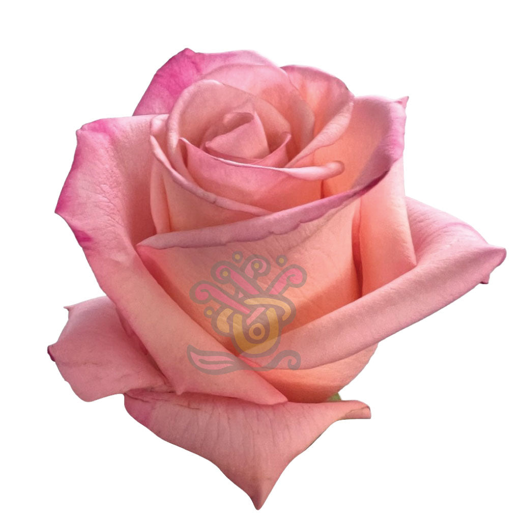 Rhoslyn Roses • Asiri Blooms