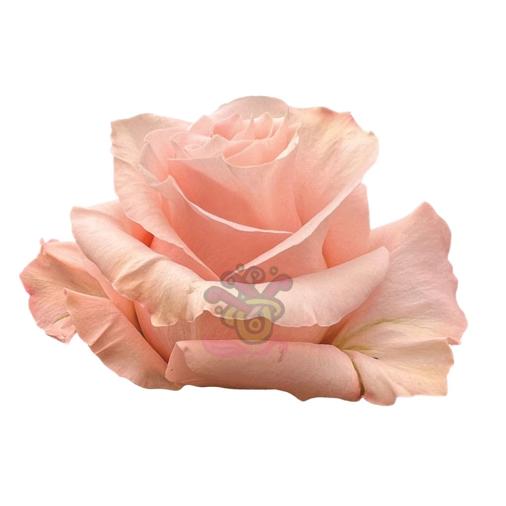 Shimmer Roses
